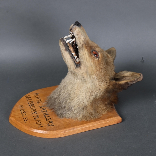 3174 - Taxidermy : An Antique Fox (Vulpes vulpes), neck mount, forward facing, on period shield plaque with... 