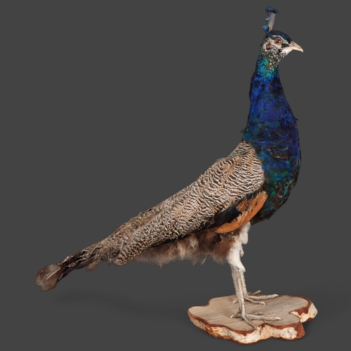 3177 - Taxidermy : An Indian peafowl (Pavo cristatus), full bird mount, on silver birch stand, height, nose... 