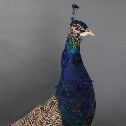 3177 - Taxidermy : An Indian peafowl (Pavo cristatus), full bird mount, on silver birch stand, height, nose... 