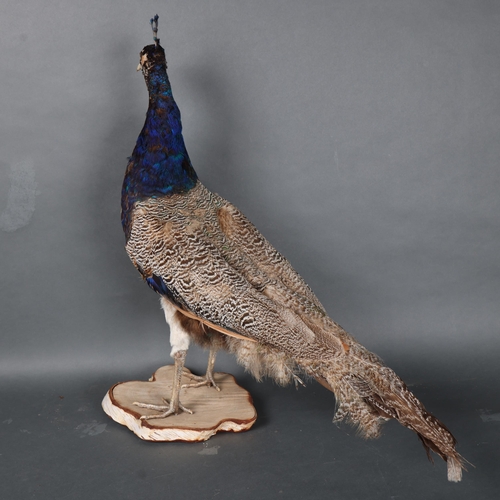 3177 - Taxidermy : An Indian peafowl (Pavo cristatus), full bird mount, on silver birch stand, height, nose... 