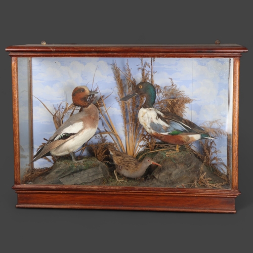 3178 - Taxidermy : An Antique diorama, including a Eurasian Widgeon facing a Common Shelduck, with Water Ra... 