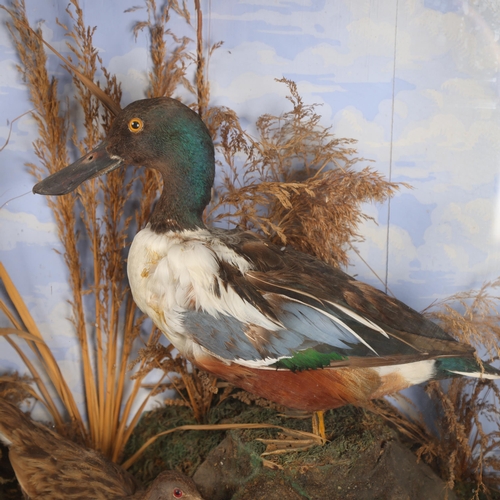 3178 - Taxidermy : An Antique diorama, including a Eurasian Widgeon facing a Common Shelduck, with Water Ra... 