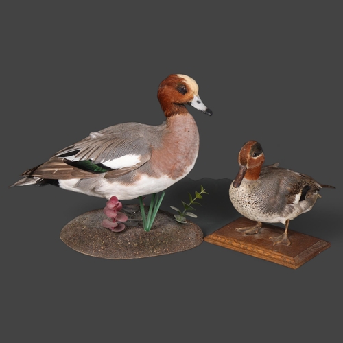 3179 - Taxidermy : A Green-winged teal, on wooden stand, and a Eurasian Widgeon, on naturalistic base, heig... 