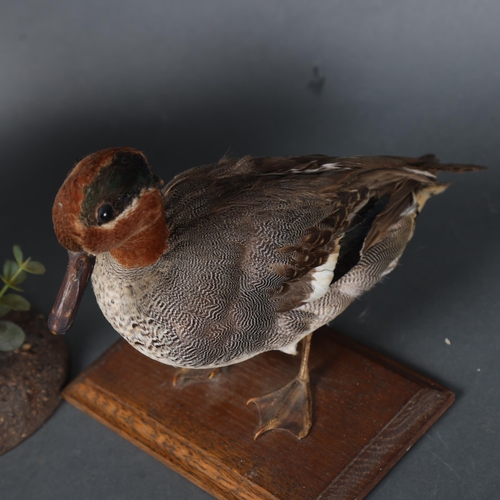 3179 - Taxidermy : A Green-winged teal, on wooden stand, and a Eurasian Widgeon, on naturalistic base, heig... 