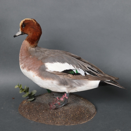 3179 - Taxidermy : A Green-winged teal, on wooden stand, and a Eurasian Widgeon, on naturalistic base, heig... 