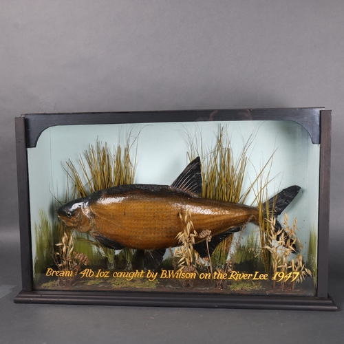 3180 - Taxidermy : A study of a Bream, in naturalistic riverbed setting, housed an ebonised wood case, with... 