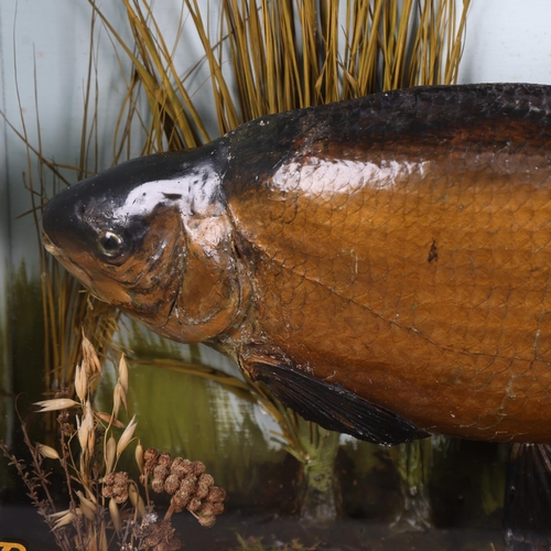 3180 - Taxidermy : A study of a Bream, in naturalistic riverbed setting, housed an ebonised wood case, with... 