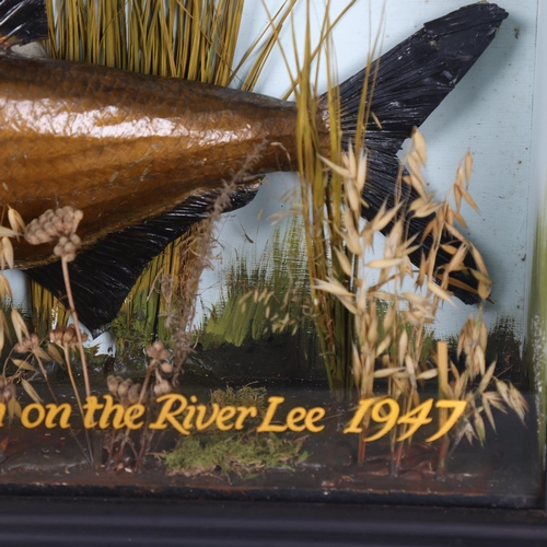 3180 - Taxidermy : A study of a Bream, in naturalistic riverbed setting, housed an ebonised wood case, with... 