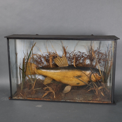 3181 - Taxidermy : A study of a Tench, in naturalistic riverbed setting, in a glazed 3 panel ebonised woode... 