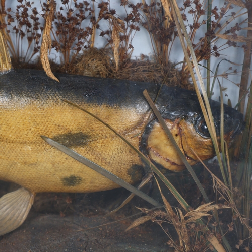 3181 - Taxidermy : A study of a Tench, in naturalistic riverbed setting, in a glazed 3 panel ebonised woode... 