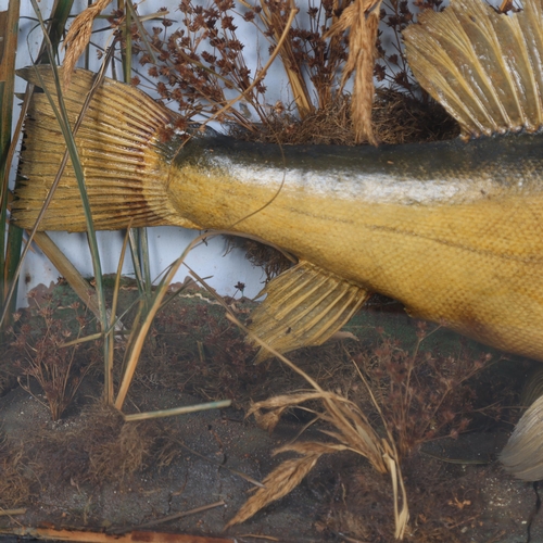 3181 - Taxidermy : A study of a Tench, in naturalistic riverbed setting, in a glazed 3 panel ebonised woode... 