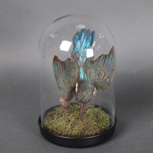 3182 - Taxidermy: Kingfisher in glass dome. A full mount taxidermy Common Kingfisher (Alcedo atthis), also ... 