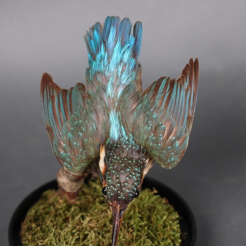 3182 - Taxidermy: Kingfisher in glass dome. A full mount taxidermy Common Kingfisher (Alcedo atthis), also ... 