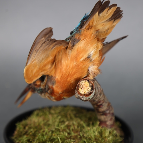 3182 - Taxidermy: Kingfisher in glass dome. A full mount taxidermy Common Kingfisher (Alcedo atthis), also ... 