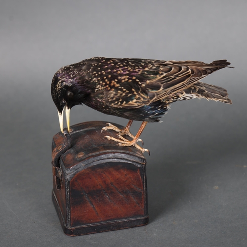 3183 - Taxidermy: Starling on leather box
A full mount taxidermy Starling, mounted on top of a leather box ... 