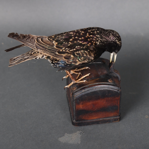 3183 - Taxidermy: Starling on leather box
A full mount taxidermy Starling, mounted on top of a leather box ... 