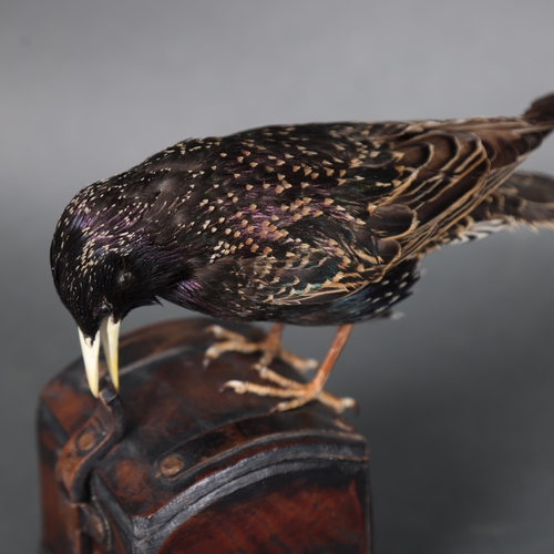 3183 - Taxidermy: Starling on leather box
A full mount taxidermy Starling, mounted on top of a leather box ... 