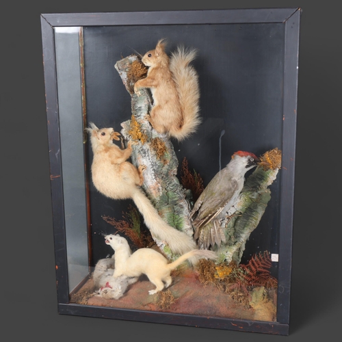 3184 - Taxidermy : A Victorian diorama, a naturalistic woodland setting, two full mount Red Squirrels, clim... 