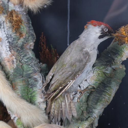 3184 - Taxidermy : A Victorian diorama, a naturalistic woodland setting, two full mount Red Squirrels, clim... 