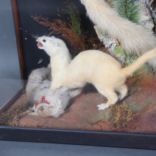 3184 - Taxidermy : A Victorian diorama, a naturalistic woodland setting, two full mount Red Squirrels, clim... 