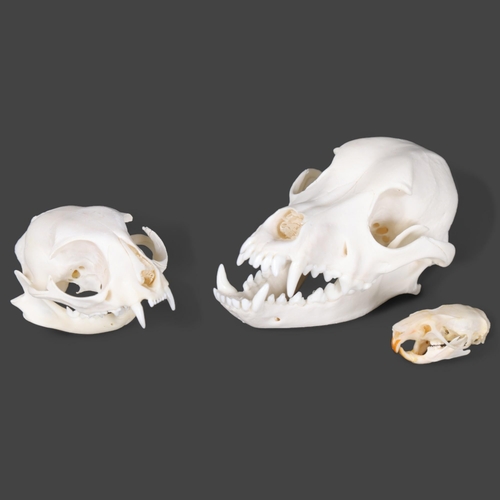 3185 - Taxidermy: Comparative Anatomy Skull Set - Dog, Cat and Rat. Good quality, complete, genuine specime... 