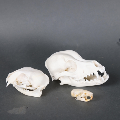 3185 - Taxidermy: Comparative Anatomy Skull Set - Dog, Cat and Rat. Good quality, complete, genuine specime... 