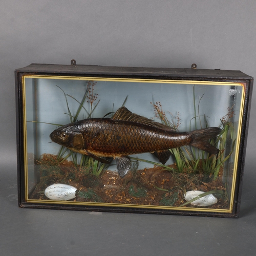 3186 - Taxidermy : A study of a small Common Carp, in naturalistic riverbed setting, no labels' script pres... 