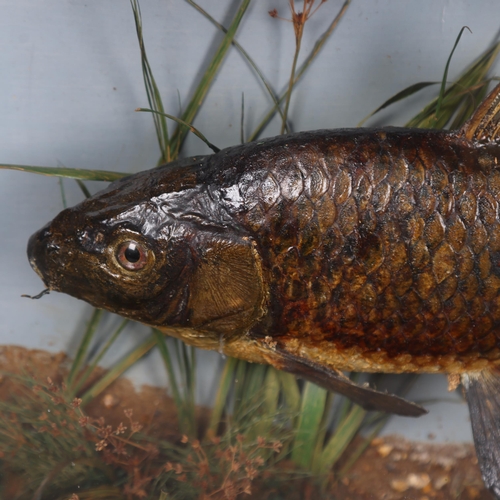 3186 - Taxidermy : A study of a small Common Carp, in naturalistic riverbed setting, no labels' script pres... 