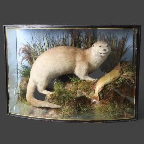 3187 - Taxidermy : J Cooper & Sons - A Victorian study of an Otter, mounted on naturalistic riverbank setti... 