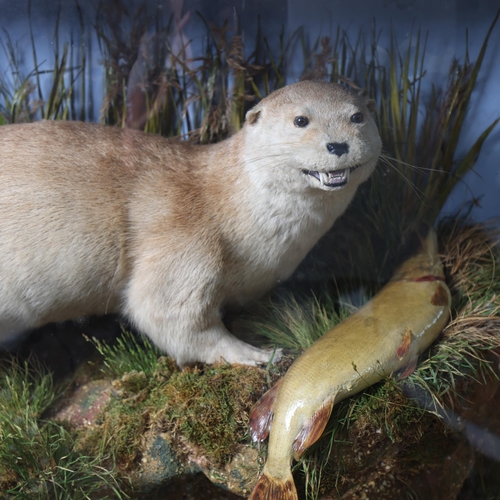 3187 - Taxidermy : J Cooper & Sons - A Victorian study of an Otter, mounted on naturalistic riverbank setti... 