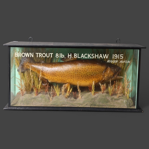 3188 - Taxidermy : A study of a Brown Trout, in naturalistic riverbed setting, in glazed 3 glass panelled e... 