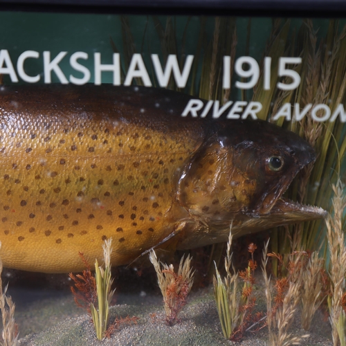 3188 - Taxidermy : A study of a Brown Trout, in naturalistic riverbed setting, in glazed 3 glass panelled e... 