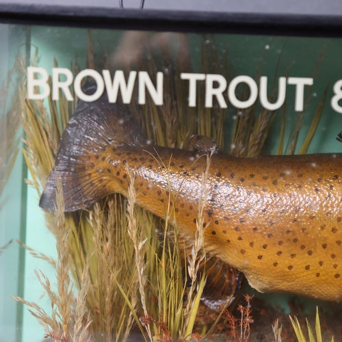 3188 - Taxidermy : A study of a Brown Trout, in naturalistic riverbed setting, in glazed 3 glass panelled e... 