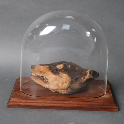 3189 - Taxidermy : A mummified African Voodoo Dog head, housed in small oval dome with hardwood base, heigh... 