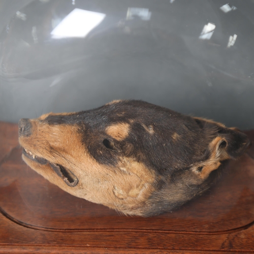 3189 - Taxidermy : A mummified African Voodoo Dog head, housed in small oval dome with hardwood base, heigh... 