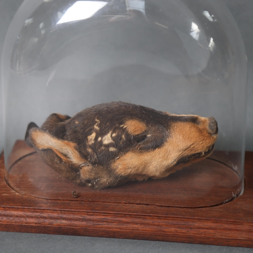 3189 - Taxidermy : A mummified African Voodoo Dog head, housed in small oval dome with hardwood base, heigh... 