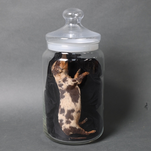 3190 - Taxidermy : A study of a puppy, length 19cm, housed in modern glass jar.