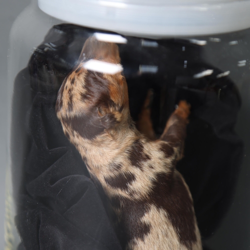 3190 - Taxidermy : A study of a puppy, length 19cm, housed in modern glass jar.