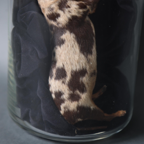 3190 - Taxidermy : A study of a puppy, length 19cm, housed in modern glass jar.