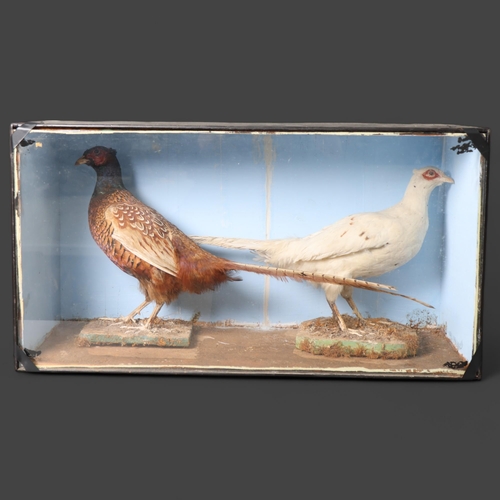 3192 - Taxidermy : A free standing study of a White Pheasant, and, a similar study of a Ring-necked Pheasan... 