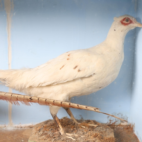 3192 - Taxidermy : A free standing study of a White Pheasant, and, a similar study of a Ring-necked Pheasan... 