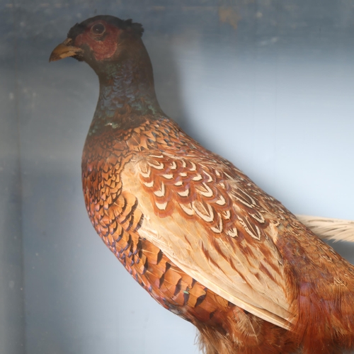 3192 - Taxidermy : A free standing study of a White Pheasant, and, a similar study of a Ring-necked Pheasan... 