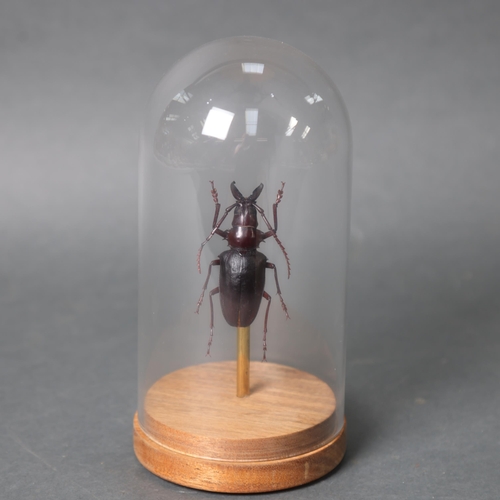 3194 - Taxidermy: Longhorn Beetle in glass dome.
A large species of longhorn beetle (Dorysthenes walkeri) m... 