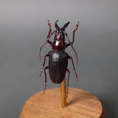 3194 - Taxidermy: Longhorn Beetle in glass dome.
A large species of longhorn beetle (Dorysthenes walkeri) m... 