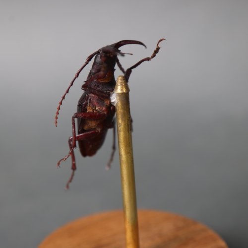 3194 - Taxidermy: Longhorn Beetle in glass dome.
A large species of longhorn beetle (Dorysthenes walkeri) m... 