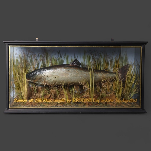 3195 - Taxidermy : A Victorian study of a Salmon, in naturalistic riverbed scene, in a glazed 3 glass panel... 