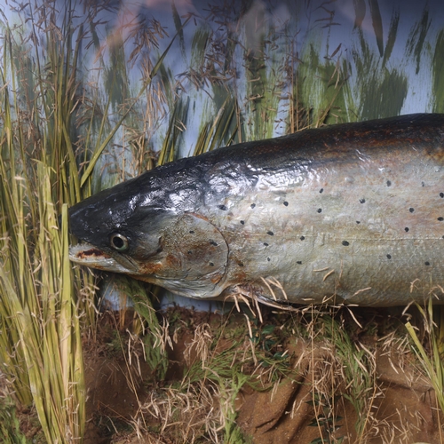 3195 - Taxidermy : A Victorian study of a Salmon, in naturalistic riverbed scene, in a glazed 3 glass panel... 