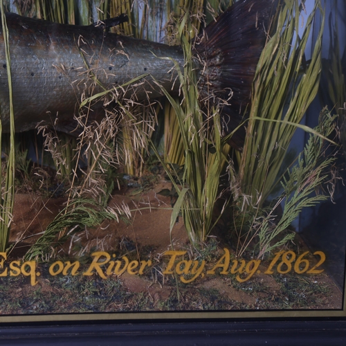 3195 - Taxidermy : A Victorian study of a Salmon, in naturalistic riverbed scene, in a glazed 3 glass panel... 