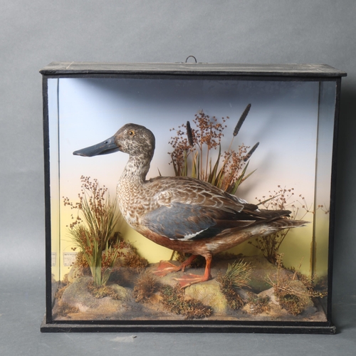 3196 - Taxidermy : A study of a Shoveler in naturalistic setting, in a glazed 3 glass panelled ebonised woo... 