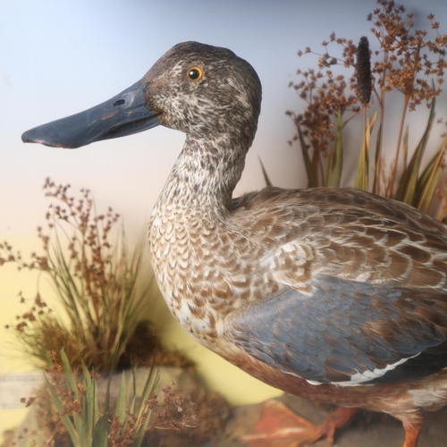 3196 - Taxidermy : A study of a Shoveler in naturalistic setting, in a glazed 3 glass panelled ebonised woo... 